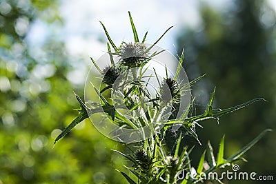 Thorn grass in the green grass in the sun Stock Photo