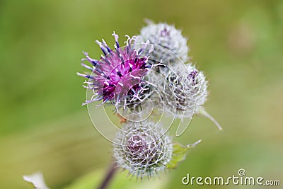 Thorn grass in the green grass in the sun Stock Photo