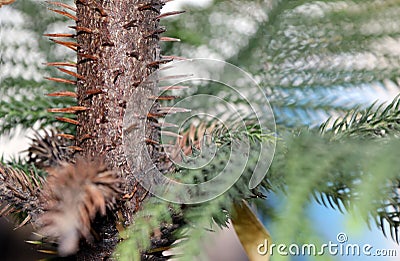 Thorn of the trunk of the pine tree. Christmas tree it is for set with Christmas lights. Stock Photo