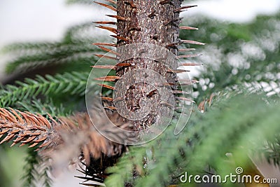 Thorn of the trunk of the pine tree. Christmas tree it is for set with Christmas lights and ornaments. Stock Photo