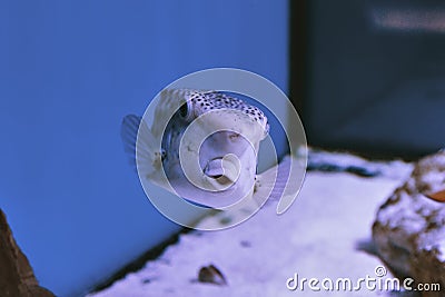 Thornback boxfish - solitair fish swimming close Stock Photo