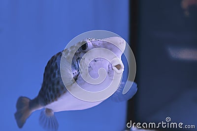 Thornback boxfish - solitair fish swimming close Stock Photo