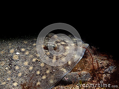 Thornback ray, Raja clavata, thornback skate. Kentallen Wall in Loch Linnhe, Scottish West Coast Stock Photo