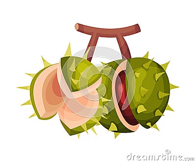 Thorned Chestnut Shell with Brown Fruit Inside Hanging on Tree Branch Vector Illustration Vector Illustration