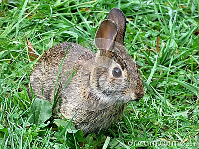 Thornhill the eastern cottontail rabbit September 2017 Stock Photo