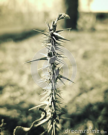 Thorns Stock Photo