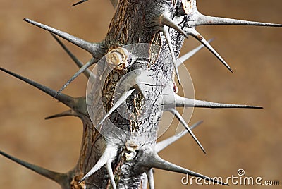 Thorns of succulent Stock Photo