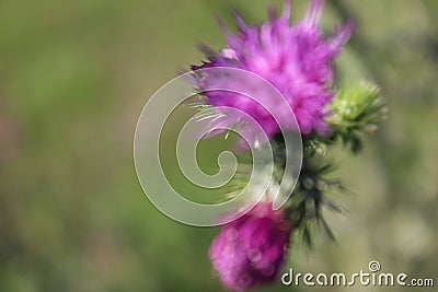 Blurry green background. Flowering plants. Pink petals. Stock Photo