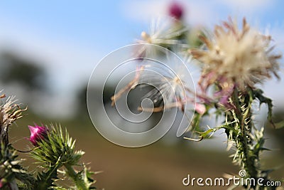 Blurry sky in background. Wildflower silhouette. Thorny plant. Stock Photo