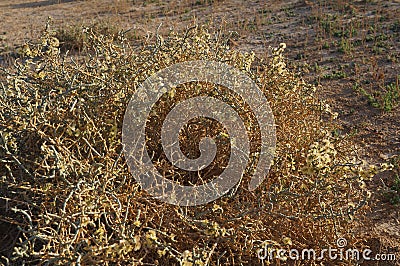 Thorny desert plant Stock Photo