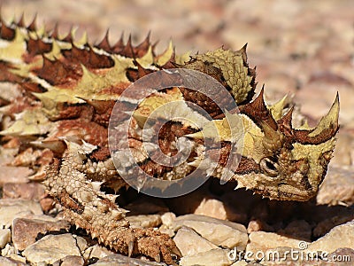 Thorny Devil Stock Photo