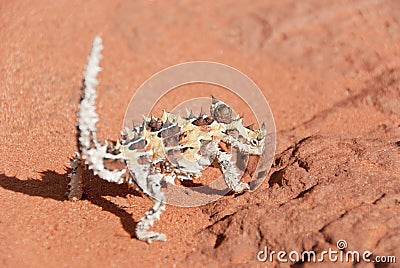 Thorny Devil Lizard looking at camera Stock Photo