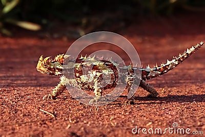 A Thorny Devil in the outback of Australia Stock Photo