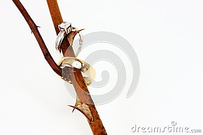 Thorny Marriage Stock Photo