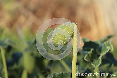 thorny prairie plant with green round and exploding seeds. Stock Photo