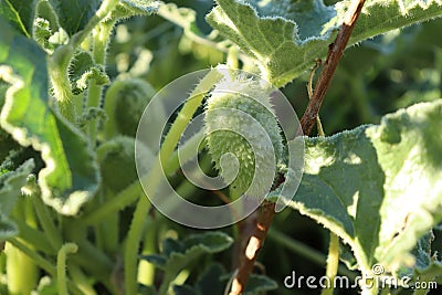 Thorny prairie plant with green round and exploding seeds. Stock Photo