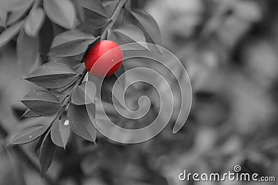 Selective colour, Ruscus aculeatus Stock Photo