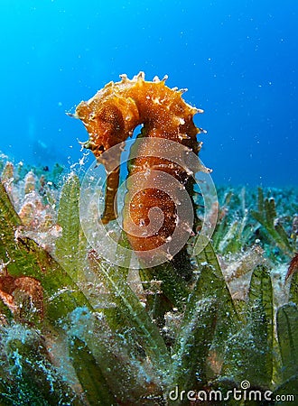 Thorny Sea Horse seahorse Red Sea Stock Photo