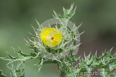 Thorny Wild Plant of Mexican poppy with Yellow Flower Stock Photo