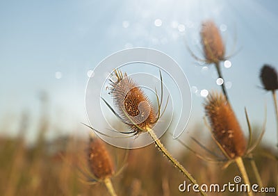 Thorny Wildflower with Rays of sunlight Stock Photo