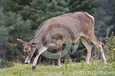 Thorold's Deer (Cervus albirostris) or White-Lipped Deer Stock Photo