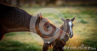Thoroughbred broodmare greeting her newborn foal Stock Photo