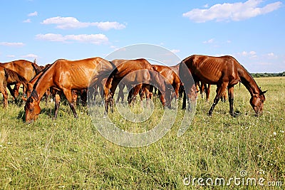 Thoroughbred gidran foals and mares grazing peaceful together on meadow Stock Photo