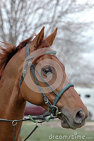 Thoroughbred Head in Bridle Stock Photo