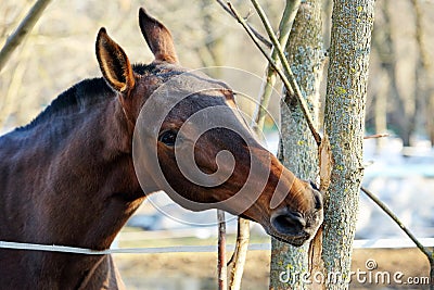 Thoroughbred horse gnaws a tree branch in spring Stock Photo