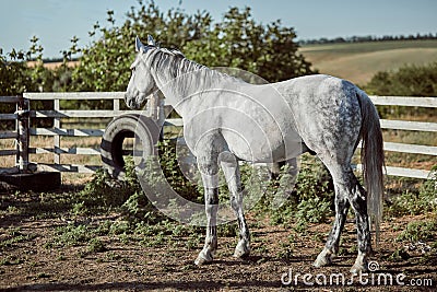 Thoroughbred horse in a pen outdoors and Stock Photo