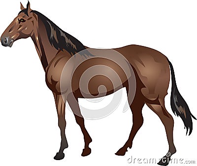 Thoroughbred Horse, Stalion Galop , Animal - Vector Illustration Vector Illustration