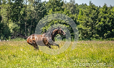 Thoroughbred horses gallop across the meadow Stock Photo