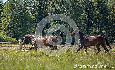 Thoroughbred horses gallop across the meadow Stock Photo