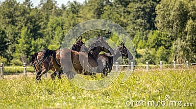 Thoroughbred horses gallop across the meadow Stock Photo