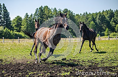 Thoroughbred horses gallop across the meadow Stock Photo