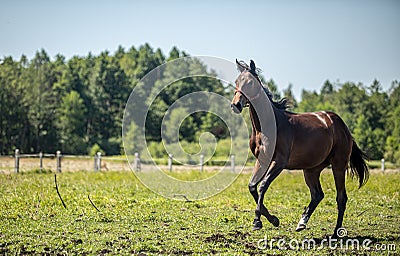 Thoroughbred horses gallop across the meadow Stock Photo