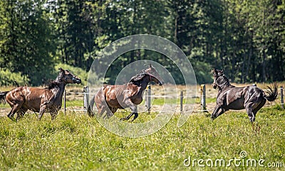 Thoroughbred horses gallop across the meadow Stock Photo