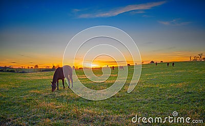 Thoroughbred Horses grazing at Dusk Stock Photo