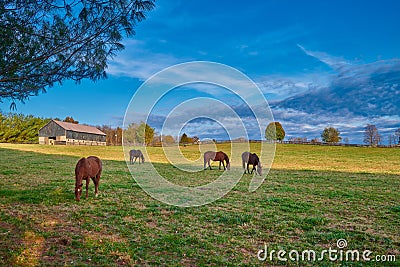Thoroughbred Horses Grazing In a Field Stock Photo