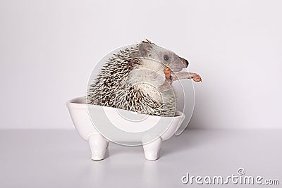 Thoroughbred male African pygmy hedgehog wash in bath on white background Stock Photo