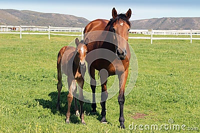 A thoroughbred mare and her filly Stock Photo