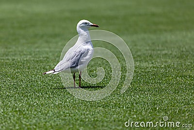 Thoughful lone silver gull Stock Photo
