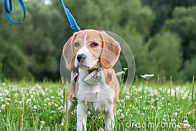 A thoughtful Beagle puppy with a blue leash on a walk in a city park. Portrait of a nice puppy. Stock Photo