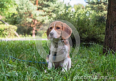 A thoughtful Beagle puppy with a blue leash on a walk in a city park. Portrait of a nice puppy. Stock Photo