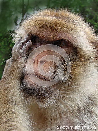 Thoughtful berber monkey, Macaca sylvanus Stock Photo