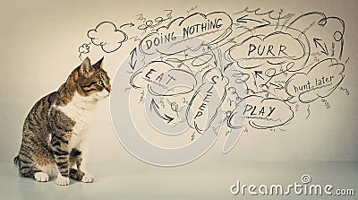 Thoughtful cat planning daily activities. Seated full length tomcat looking aside setting goals as sketches on grey background. Stock Photo