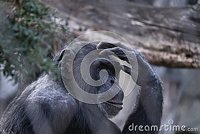 a thoughtful chimpanzee from the berlin zoo Stock Photo