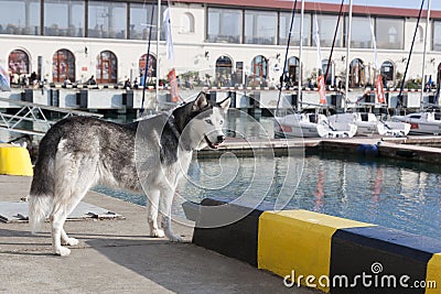 Thoughtful dog breed Husky stands against the background of yachts Stock Photo