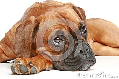 Thoughtful German boxer puppy (5 month) Stock Photo