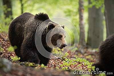A thoughtful male of brown bear walking through the woods in spring Stock Photo